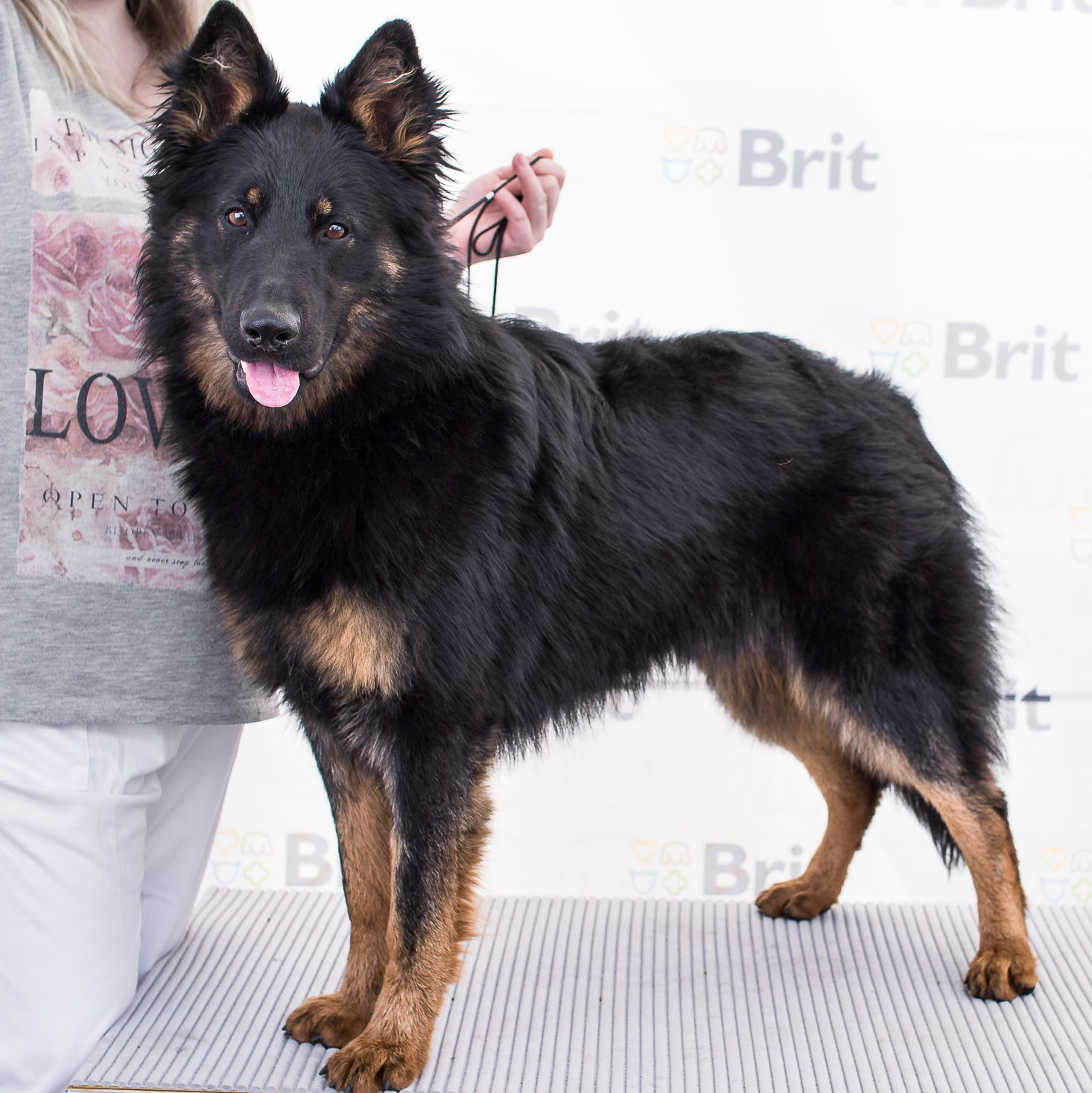 Bohemian german sale shepherd